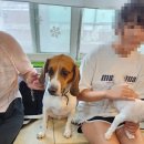 혼자두면 장판뜯어서 차린 개카페 이미지