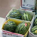 하나로할인마트 | 장마철 물수박 물먹은 수박 하나로마트 환불 후기