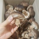 돈이농장 이미지