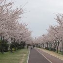 낙동강둔치 부산 삼락공원의 벚꽃 이미지