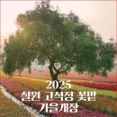 철원 고석정 5만 평 가을꽃밭에서 만나는 꽃의 향연 이미지