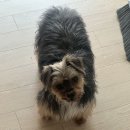 6월13일 팥죽이 정기검진 이미지