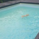 평창듀오애견수영장계곡펜션 이미지