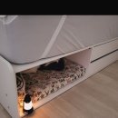 고양이 자리 이미지