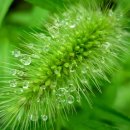 엉터리분식 이미지