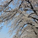 강원도청반비 어린이집 | 수 있어, 춘천 현지인이 추천하는 벚꽃명소, 강원도청 범이곰이어린이집 벚꽃! | 춘천벚꽃 | 춘천벚꽃...