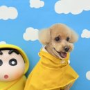 그루머 댄 이미지