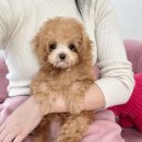 요기독 강아지분양 고양이분양 수원본점 이미지