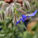 청보라정원 이미지