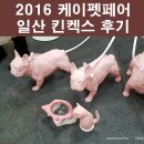 히든밸리켄넬 | 케이펫페어 2016 일산 킨텍스 후기 히든밸리말티즈