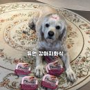 씨제이사료 | 듀먼 닭가슴살&amp;연어 빛나는 피모 강아지화식 강아지사료추천 솔직후기