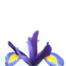 꽃 어여쁘다 | [GIVENCHY] 지방시의 달콤한 선물, 이레지스터블 넥타, 젠틀맨 소사이어티 스포츠 리뷰