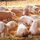 부경농장 이미지