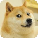 도지(DOGE) 이미지