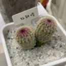 레오마켓 | 꾸리팜x오도로팟 팀 희귀 동물 식물 전시회 레오플랜츠 마켓 셀러 후기🐣🐥🐤