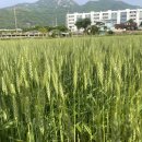 6.14.(해날) 마을 모내기 합니다. (오실분들은 6.10. 물날까지 댓글 부탁드려요) 이미지