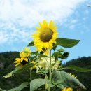 정선아기동물농장 이미지