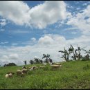 야곱목장2 이미지