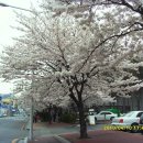 전주 덕진 구청앞 벚꽃 이미지