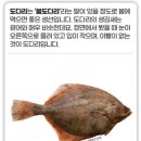 도다리 이미지