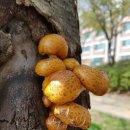 금빛비닐버섯 이미지
