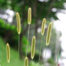 강아지풀 이미지