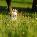 아델스 퍼피 이미지