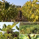 고건농장 이미지