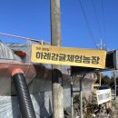 다문농장 | 제주도 겨울 여행 필수 코스: 아이들만 보냈는데 9kg 수확 성공? 달콤한 하례감귤체험 기록