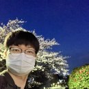 (주)해동우남 | (369)[부산/중구]용두산미디어파크•부산 타워벚꽃.부산벚꽃명소.현지인추천.부산 벚꽃핫플.벚꽃야경명소.