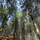 지천빈대떡 | (139) 산음자연휴양림 - 산음에서의 인연..^^
