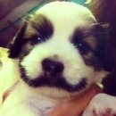 어화둥둥 내강아지 이미지