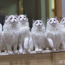 잘난돌스 이미지