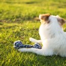 도그앤캣 동물병원 이미지