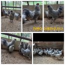 아메라우카나 3종 분양합니다 청란 이미지