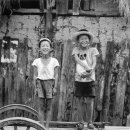 복슬강아지 이미지