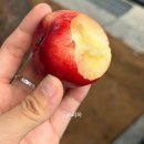 제이오케이컴퍼니강남푸릇해 | 여름철 신비 복숭아 뜻 제철 보관법 먹는 법 총정리