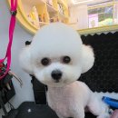 도도애견샵 네이버블로그