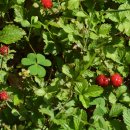 오동나무공원 이미지