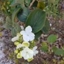 viburnum macrocarpalum &#39;sterile&#39; 이미지