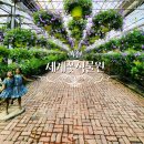 공세리농장 | 아산 세계꽃식물원 보라삭소롬 꽃 식물 산책 데이트 나들이 가볼만한곳