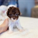 인천강아지분양 고양이분양 24시 데려가개 청라점 이미지