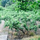 오봉농장 이미지