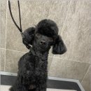 댕댕이 미용살롱 이미지