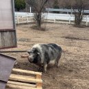 제일팜 | 거창군 맛집 이수미팜베리 농가레스토랑&amp;카페 방문후기