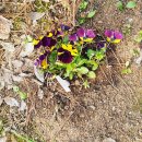 신원로1 이미지