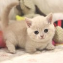 인천고양이분양 도레미캣 이미지