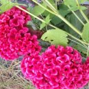 꽃차만들기 이미지