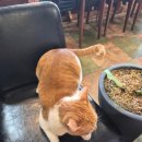 커피쟁이 개냥이가 반겨주는 핸드 드립 전문점 - 진해 <b>커피쟁이</b>