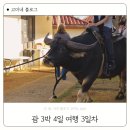 괌 3박 4일 여행 3일차 경비, 비치인쉬림프 돈키호테 차모르야시장